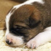 Canaan Dog Puppies from Kol Tuv Canaan Dogs