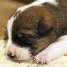 Canaan Dog Puppies from Kol Tuv Canaan Dogs