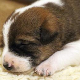 Canaan Dog Puppies from Kol Tuv Canaan Dogs