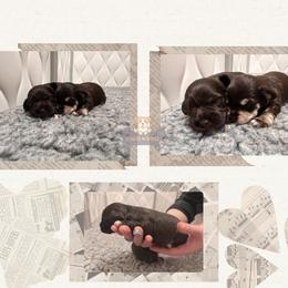 Kaleb - Liver male Miniature Schnauzer puppy in Macks Creek, Missouri from Fluffy Buttz