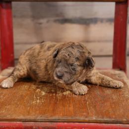 Olivia - Merle female Whoodle puppy in West Bend, Iowa from Blue Skies Terriers
