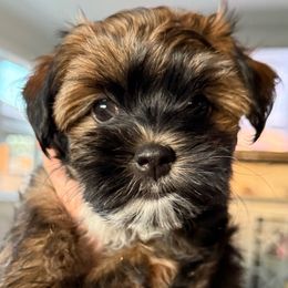 Girl 1 - Black and tan female Havanese puppy in Greeley, Colorado from Just be Havanese