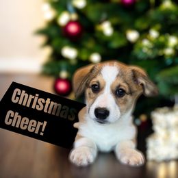 Beautiful boy thick white blaze - Red male Pembroke Welsh Corgi puppy in Missouri from Cooler Farms Corgis