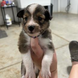 Lavender - White and sable female Shetland Sheepdog puppy in Fontanelle, Iowa from Jensen Farms Shelties