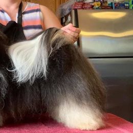 Havanese All Grown Up from Willowbrook Havanese