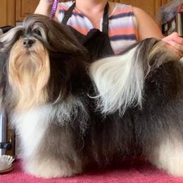 Havanese All Grown Up from Willowbrook Havanese