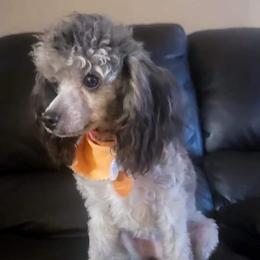 Storm - Poodle