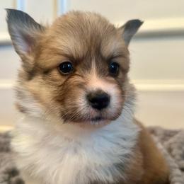 Orange Collar Boy Jingle - Red male Pembroke Welsh Corgi puppy in Paris, Kentucky from Flat Run Corgis