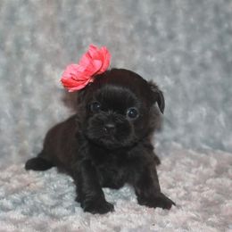 Shih Tzu Puppies from Gypsy Breeze Kennels