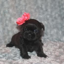 Shih Tzu Puppies from Gypsy Breeze Kennels