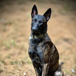 Loki - Belgian Malinois
