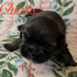 Charlie - Black and tan male Shih Tzu puppy in Hemet, California from Aloha Shih Tzu