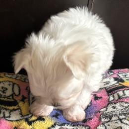 Jasper - White male Maltese puppy in Pasco, Washington from Hops-a-Lot Maltese Ranch