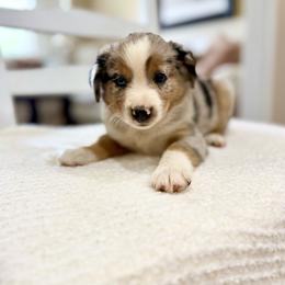 Sassy - Blue merle female Miniature Australian Shepherd puppy in Payson, Utah from Spring Creek Aussies + Corgis