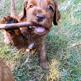 Australian Labradoodle Puppies from Bedrock Labradoodles