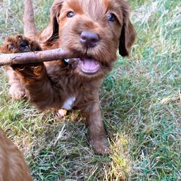 Australian Labradoodle Puppies from Bedrock Labradoodles