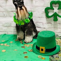 Miniature Schnauzer All Grown Up from Incendio Miniature Schnauzers