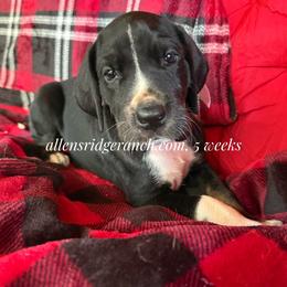 Black Mantle Tanpoint - Black and white female Great Dane puppy in Greenville, South Carolina from Allen’s Ridge Ranch