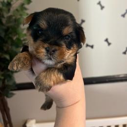 Frankie J - Black and tan male Yorkshire Terrier puppy in Beavercreek, Ohio from The Yorkie Den, LLC