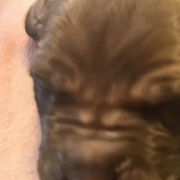 Boy 1 - Chocolate Great Dane puppy in Pennsylvania from Pocono Mountain Great Danes