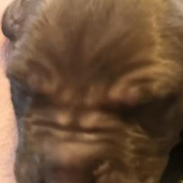 Boy 1 - Chocolate Great Dane puppy in Pennsylvania from Pocono Mountain Great Danes