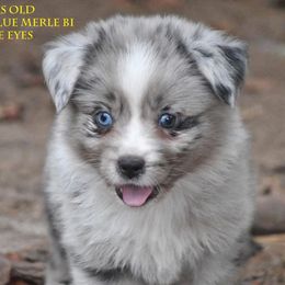 Lola - Blue merle female Miniature Australian Shepherd puppy in Patterson, North Carolina from DreamLine Aussies