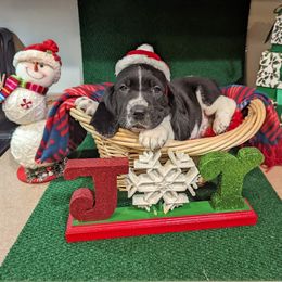 Basset Hound Puppies from Janelle's Basset Hounds