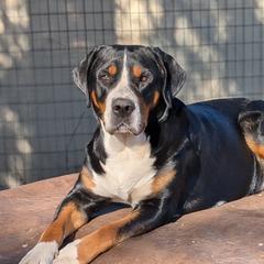 Rhen - Greater Swiss Mountain Dog