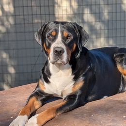 Rhen - Greater Swiss Mountain Dog