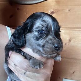 Girl 4 - Dapple female Dachshund puppy in Cheyenne, Wyoming from Great Basin Hounds