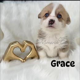 Grace - Red female Pembroke Welsh Corgi puppy in Denver, Colorado from Monarch Corgis
