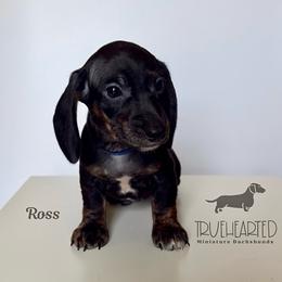 Ross - Black and tan male Dachshund puppy in Royse City, Texas from Truehearted Miniature Dachshunds