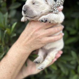 Golden Retriever Puppies from Sanctuary Ranch Goldens