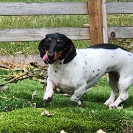 Dachshund puppies from Wonder Weenies