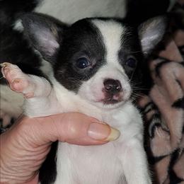 Girl 1 - Black and white female Chihuahua puppy in Oklahoma City, Oklahoma from Teacup Chihuahuas and Friends