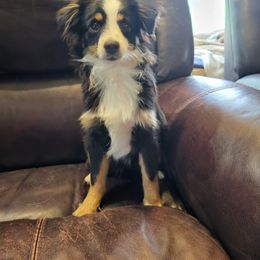 Miniature Australian Shepherd and Toy Australian Shepherd Puppies from Stoney Brook Aussies