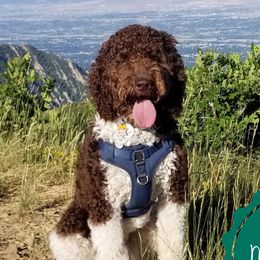 Beau - Australian Labradoodle