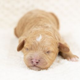 Cockapoo Puppies from Firm Foundation Cockapoos