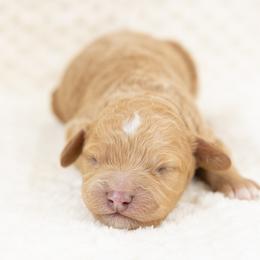 Cockapoo Puppies from Firm Foundation Cockapoos