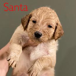 Goldendoodle Puppies from North Star Dog Training