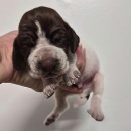 Jefferson - White and chestnut male Bracco Italiano puppy in Silver Summit, Utah from Snow Peak Kennel