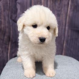 Purple Girl - White female Great Pyrenees puppy in Elfrida, Arizona from Outlaw Acres Farm & Kennels