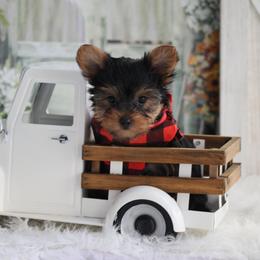 BROCK - Black and tan male Yorkshire Terrier puppy in Hughesville, Missouri from Puppykiss4u