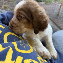 Bash (Nico - black collar) - Tri-Roan male English Springer Spaniel puppy in Statesville, North Carolina from Rockin’ Slow Farms
