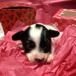 Boy 2 - White black and tan male Papillon puppy in Fremont, Michigan from Barque