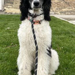 Nova - Parti Poodle puppy in Sheboygan, Wisconsin from Juicy Standards