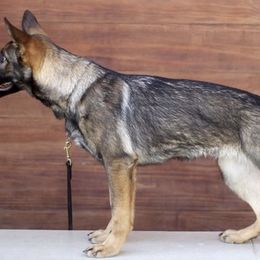 German Shepherds from Feuer aus der Haus