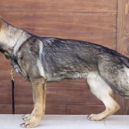 German Shepherds from Feuer aus der Haus