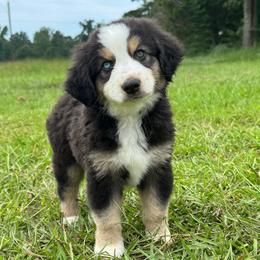 Harbor - Black tri-color male Australian Shepherd puppy in Newton, Mississippi from Bright Star Aussies