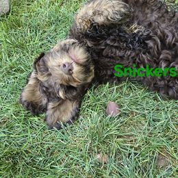Snickers - Chocolate male Australian Labradoodle puppy in Billings, Montana from Doodle Around